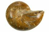 Cut & Polished Jurassic Nautilus Fossil (Half) - Madagascar #339279-1
